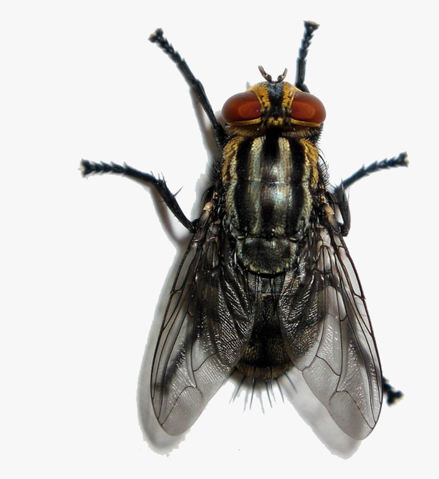 Insect Fly Pest Cockroach Sarcophaga Carnaria - Moscas De Casa Png, Transparent Clipart