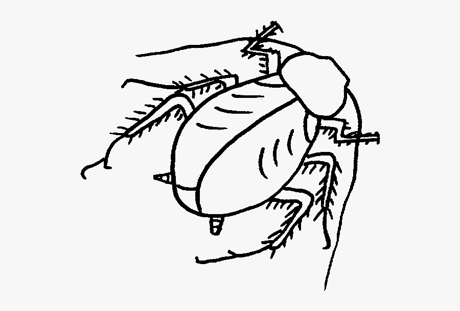 Roach Drawing Black And White Clip Art Download - Roachdrawing, Transparent Clipart