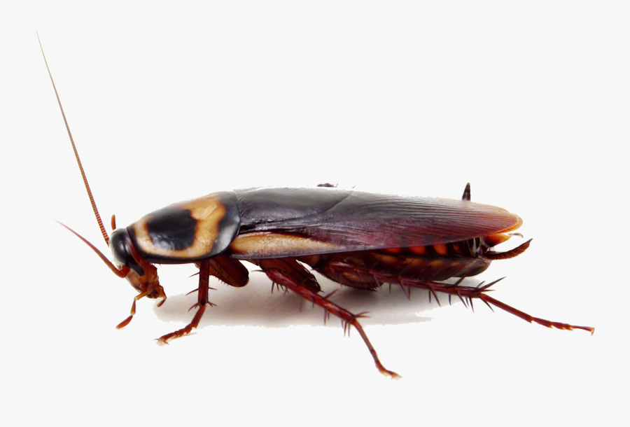 Cockroach Insect Pest Control Termite - Palmetto Bug, Transparent Clipart