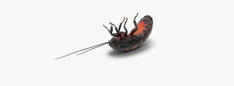 Cockroach Png Transparent Background - Dead Roach Png, Transparent Clipart