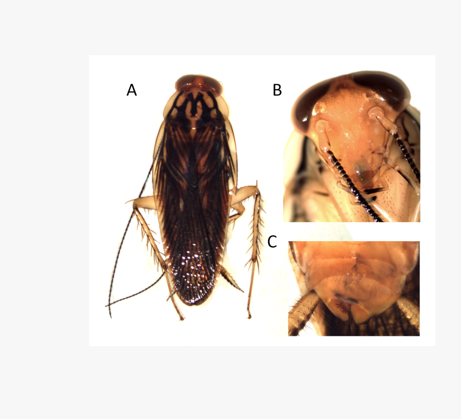 Euphyllodromia Amazoniana - Cockroach - Cockroach, Transparent Clipart