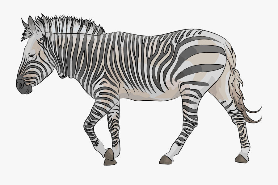 Quagga, Transparent Clipart