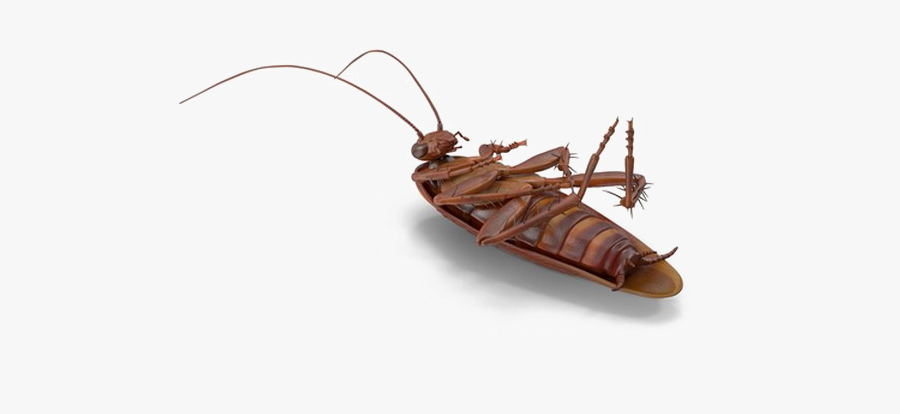 Cockroach Png No Background - Cockroach Translucent Backgroubd, Transparent Clipart