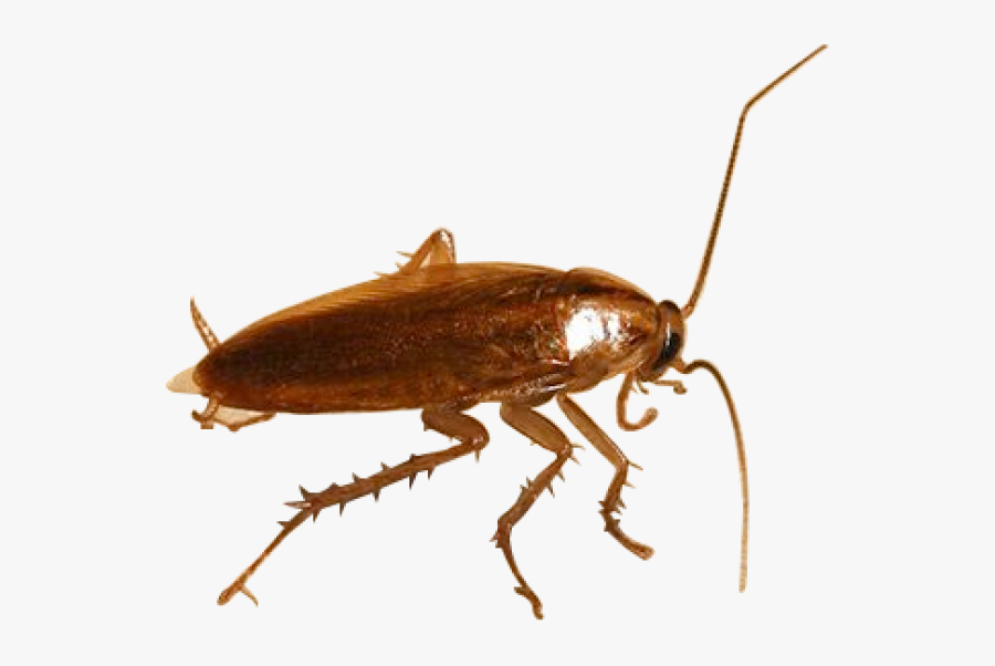 Roach Png Free Download - Roach Transparent Background, Transparent Clipart