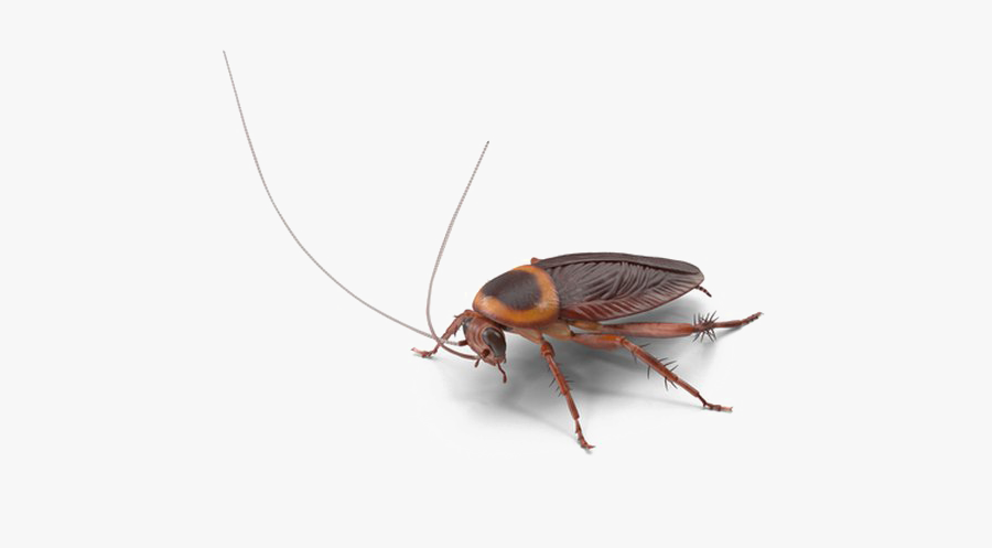 Cockroach Png Image Hd - Roach Transparent Png, Transparent Clipart
