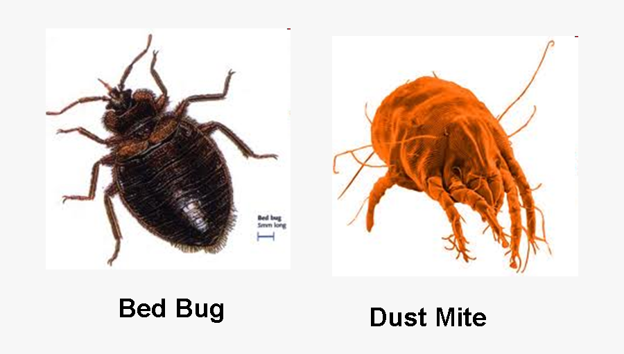 Clip Art Bed Bugs Vs Moreoo - Carpet Beetles That Look Like Bed Bugs, Transparent Clipart