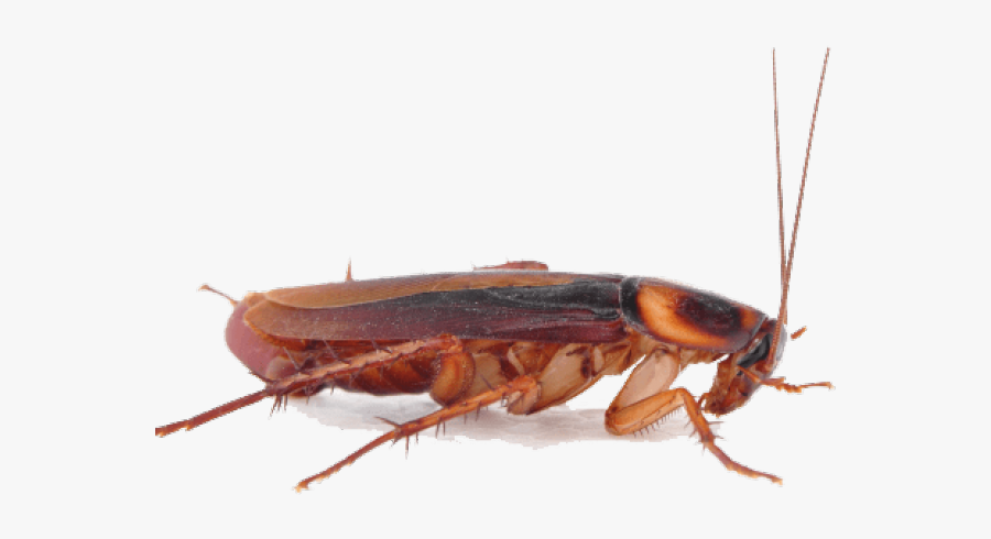 Cockroach Png Transparent Images - Таракан Прусак, Transparent Clipart