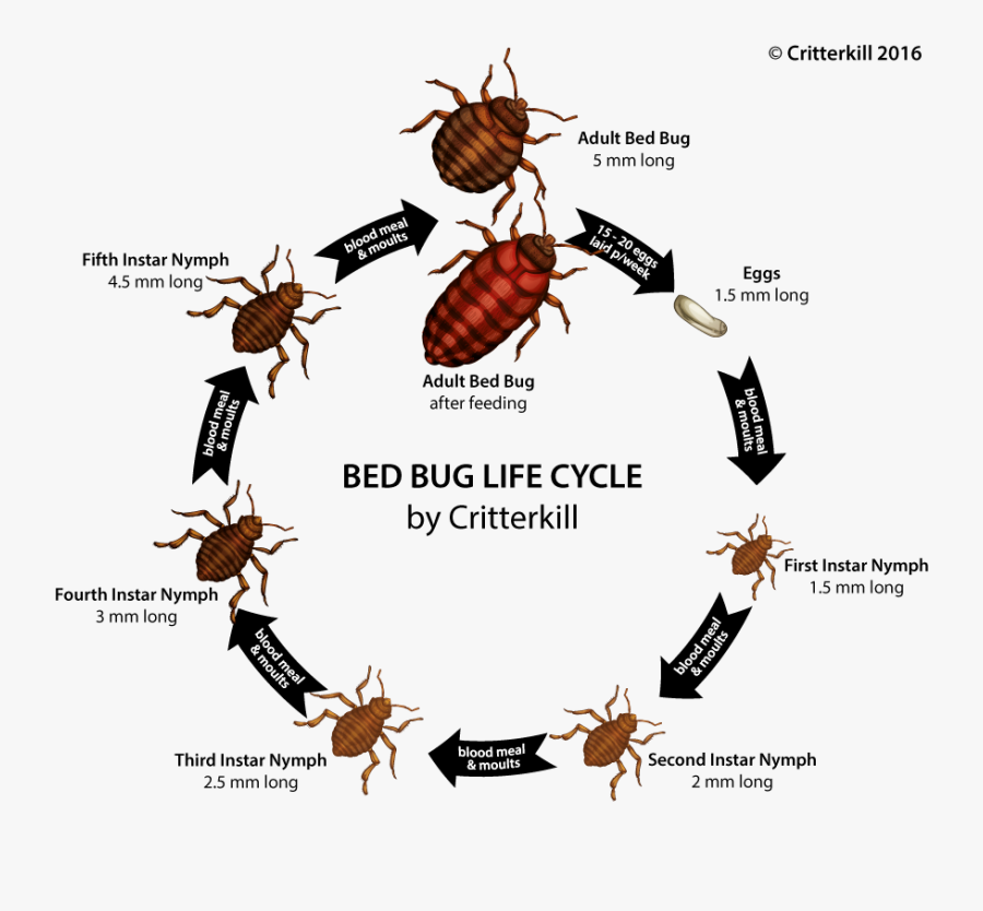 How To Get Rid Of Bed Bugs - True Bug Bed Bug, Transparent Clipart