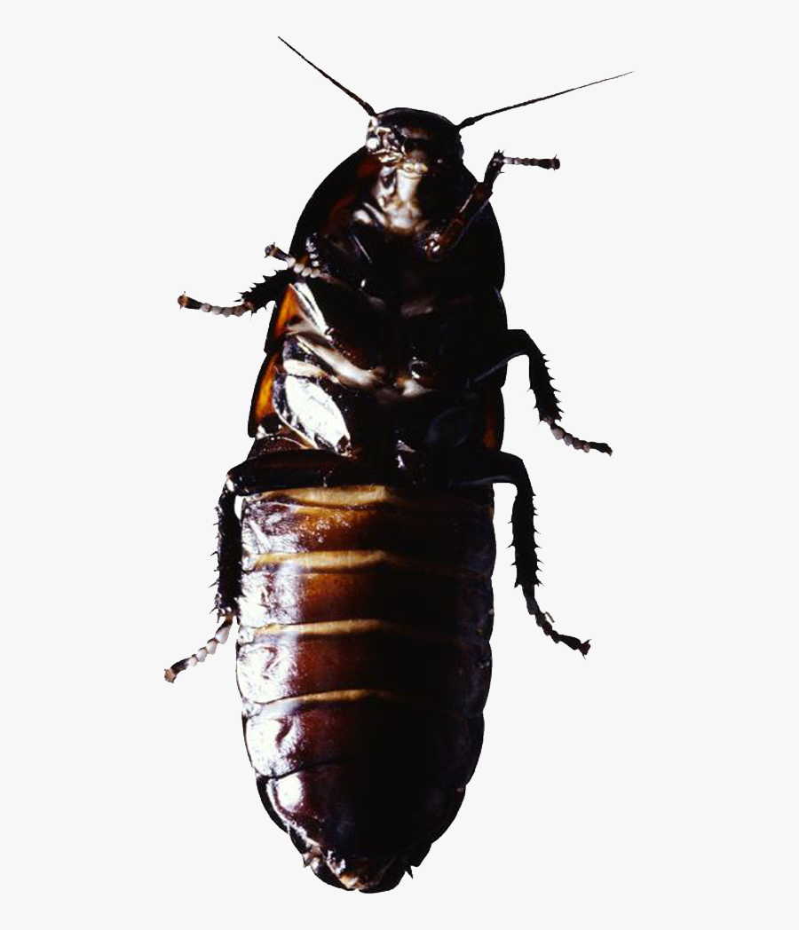 Cockroach Insect Pest Control - Termite, Transparent Clipart