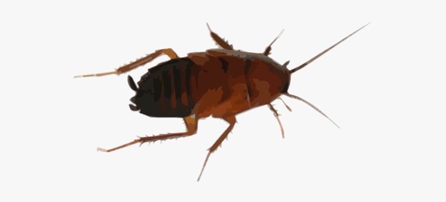 Cockroach Drawing - Cock Roaches In Tennessee, Transparent Clipart