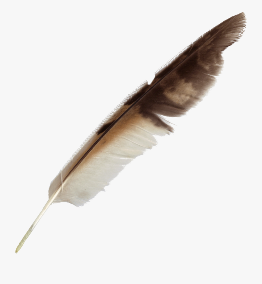 Feather Bird Quill Pen, Transparent Clipart