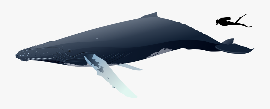 Humpback Whale Size Vs Human, Transparent Clipart