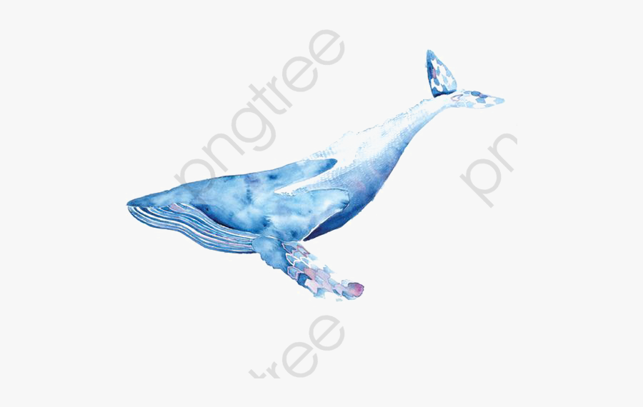 Whale Clipart Real - Blue Whale Png Draw, Transparent Clipart