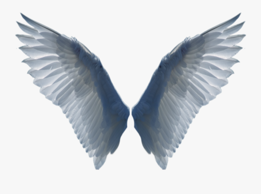 Wings Clipart Realistic - Bird Wings Png, Transparent Clipart