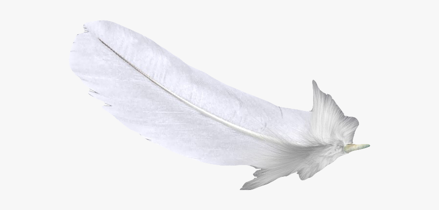 Feather White U767du8272u7fbdu6bdb Free Hq Image Clipart - White Feather Flower, Transparent Clipart