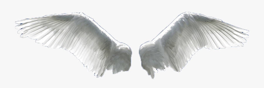 Wing Flight Aile - Beautiful Angel Wings Transparent, Transparent Clipart