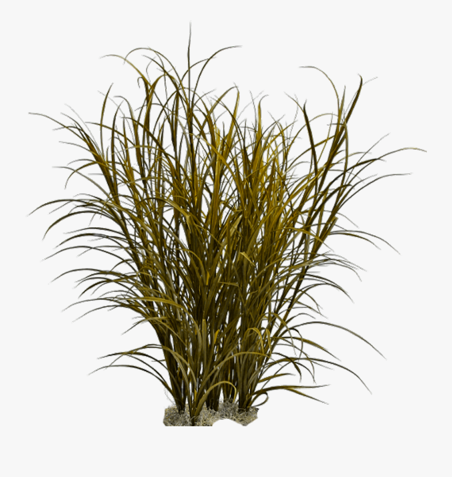 Clip Art Grasses Ornamental Weed Pennisetum - Transparent Background Dry Grass Png, Transparent Clipart