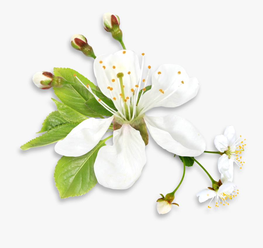 White Spring Tree Flower Png Clipart - White Spring Flowers Png, Transparent Clipart