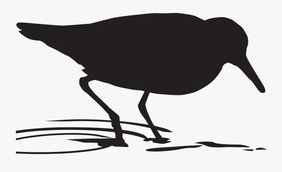Sandpiper Clipart Semi Palmated - Sanderling Silhouette, Transparent Clipart
