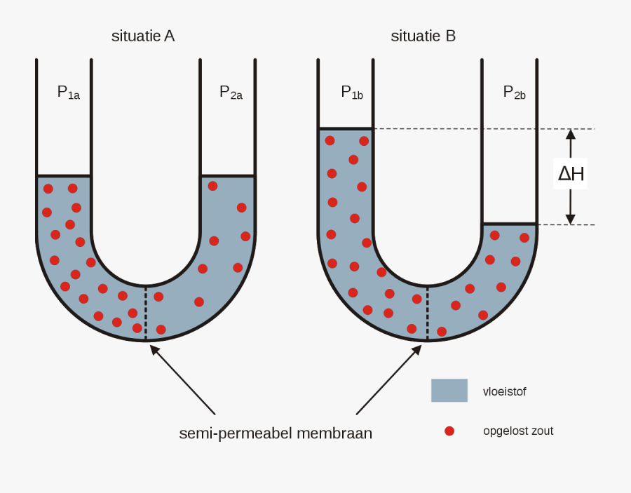 Osmosis Diagram, Transparent Clipart