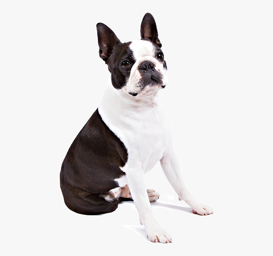 Clip Art Boston Terrier Images - Boston Terrier Transparent Background, Transparent Clipart