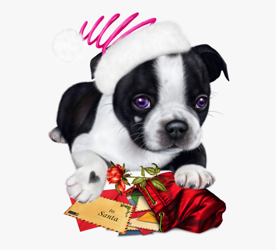 Boston Terrier, Transparent Clipart