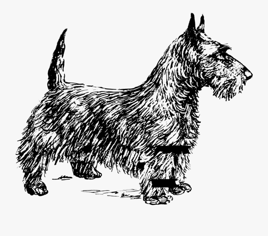 Paw,small Terrier,scottish Terrier, Transparent Clipart