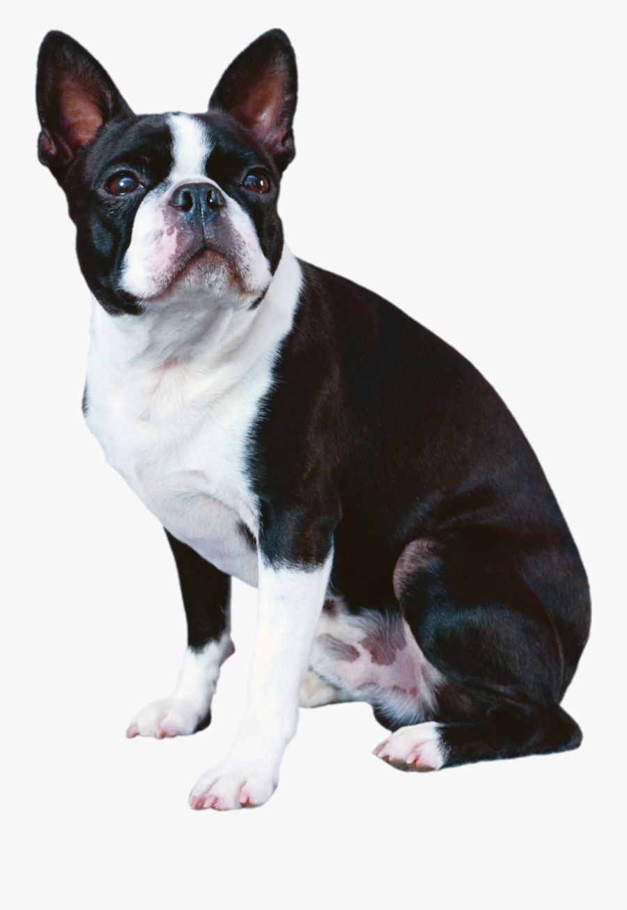 Clip Art Boxer French Bulldog - Boston Terrier Transparent Background, Transparent Clipart