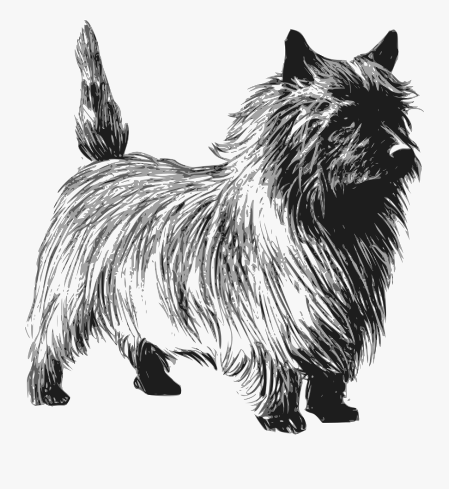 Cairn Terrier Clipart , Free Transparent Clipart - ClipartKey.
