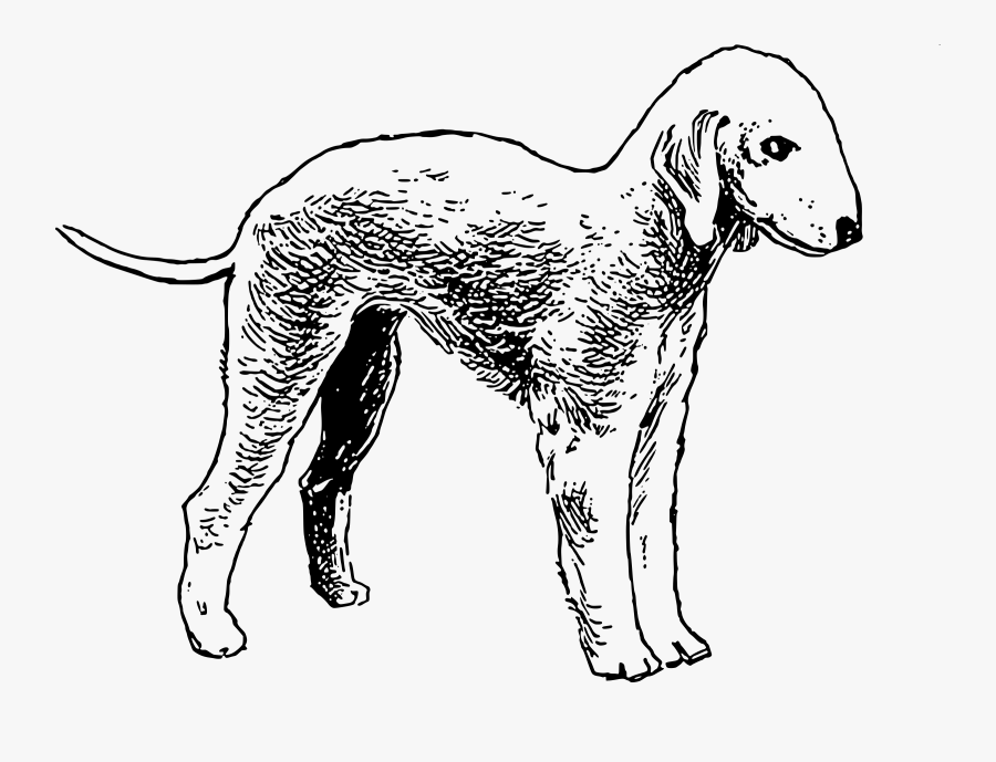 Bedlington Terrier Clip Arts - Silhouette Bedlington Terrier Outline, Transparent Clipart