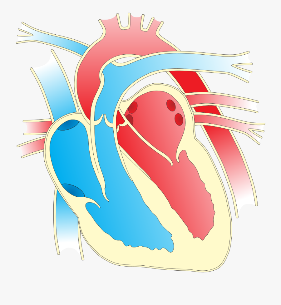Heart Diagram - Heart Diagram Transparent, Transparent Clipart
