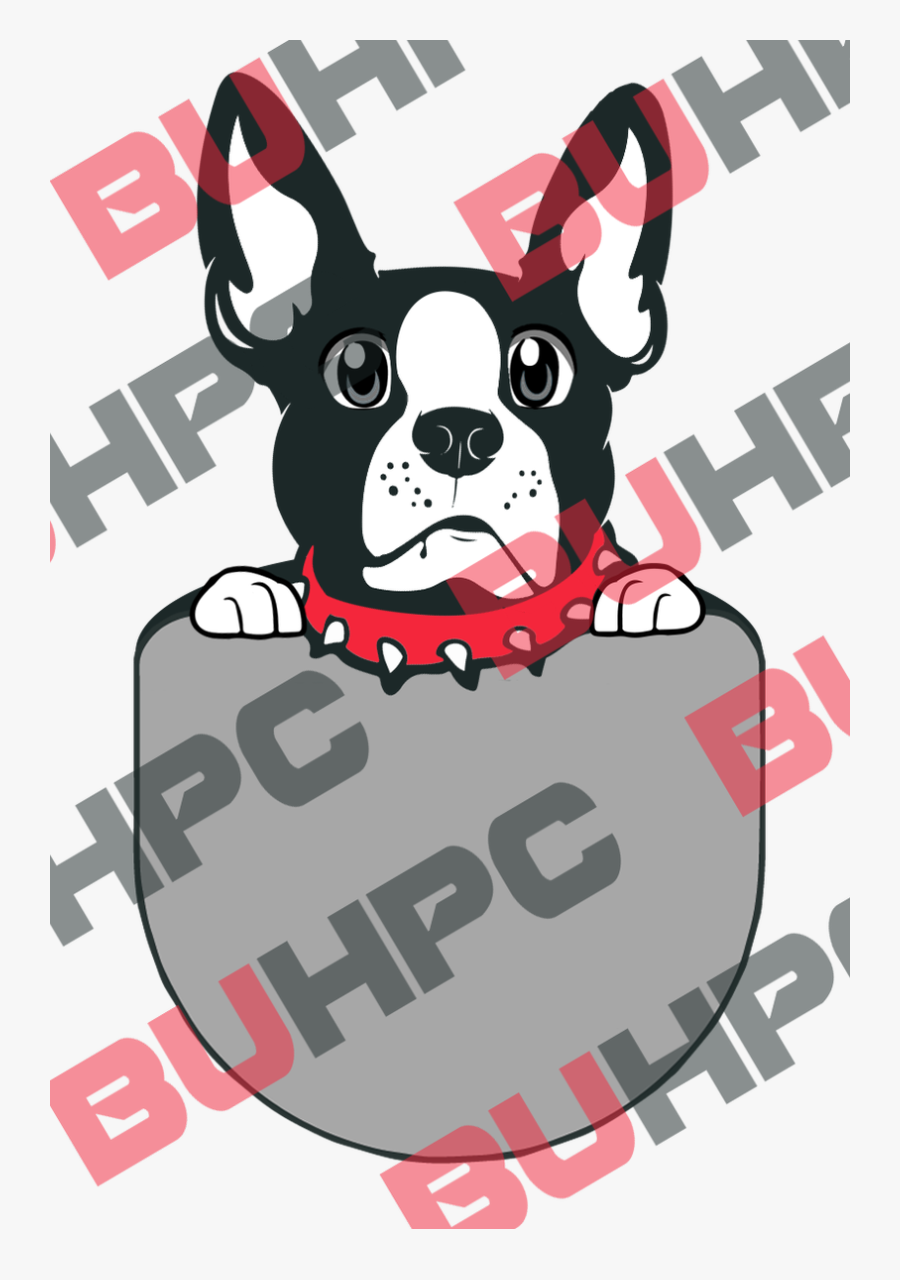 Boston Terrier, Transparent Clipart