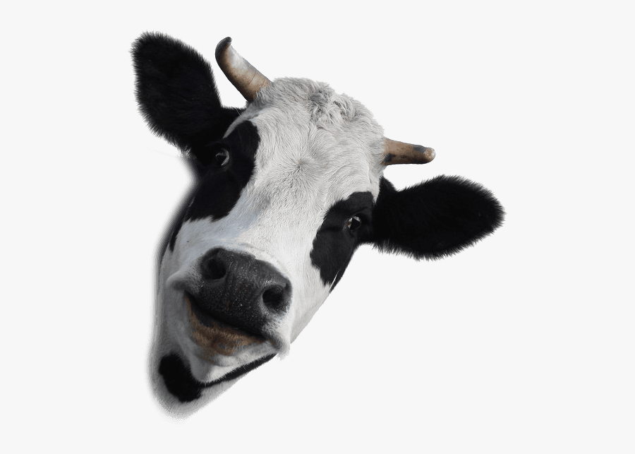 Cow Face Transparent Background, Transparent Clipart