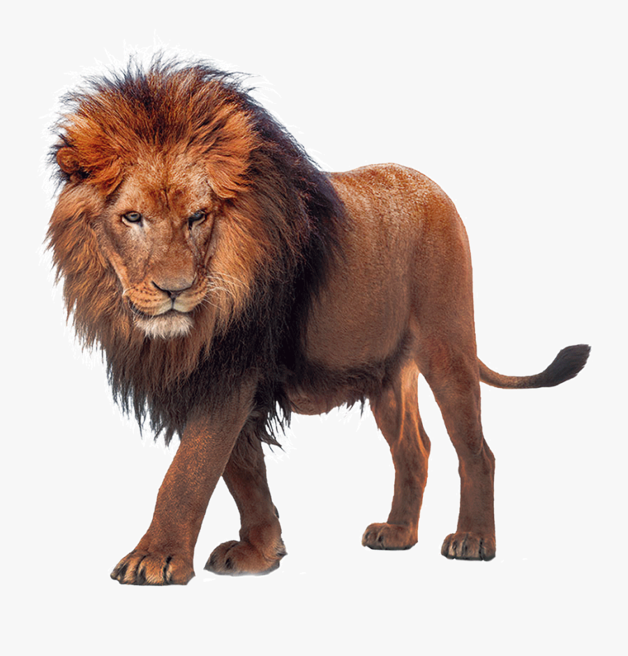 Clip Art Lion King Download - Max Verstappen Unleash The Lion, Transparent Clipart