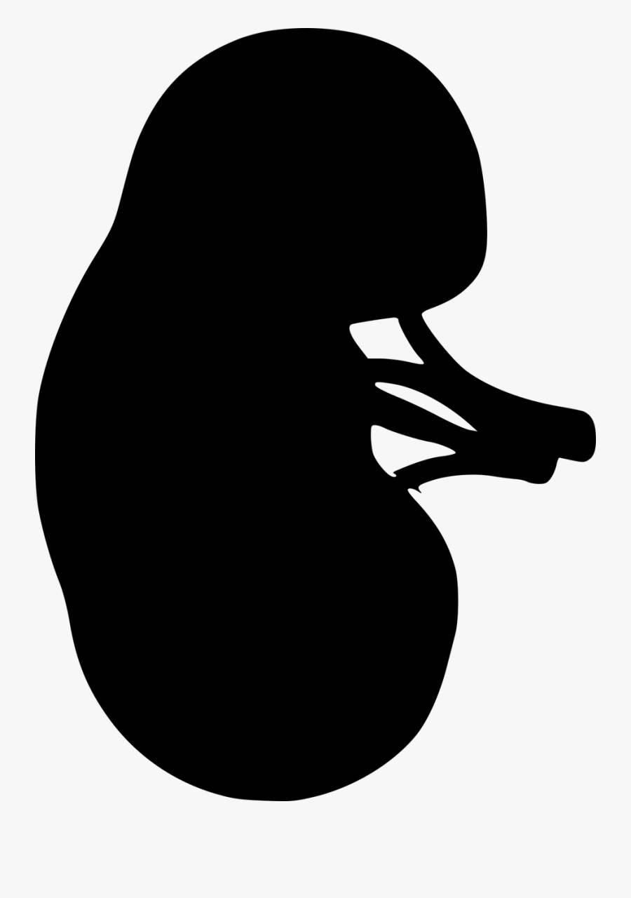 Kidney, The Outline Of The, From The Urinary System - Kidney Black And White, Transparent Clipart