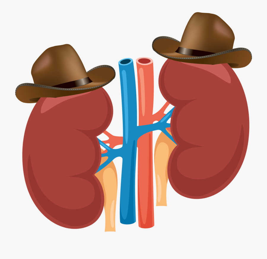 Kidney Vector, Transparent Clipart