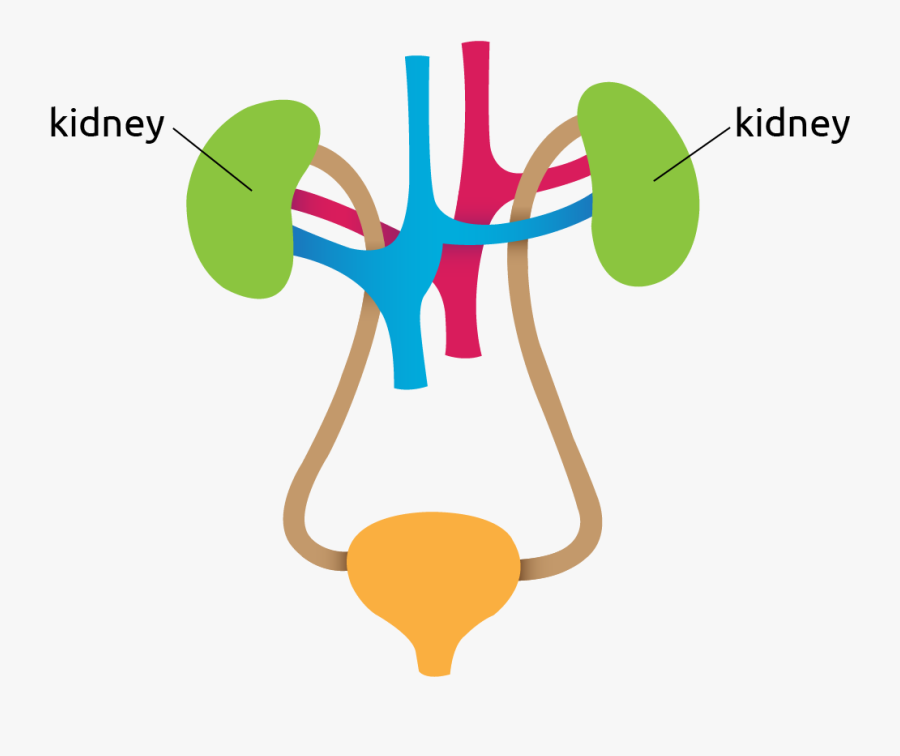 Diagram Of The Kidneys, Transparent Clipart
