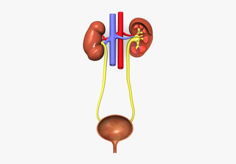 Urinary System Without Names, Transparent Clipart