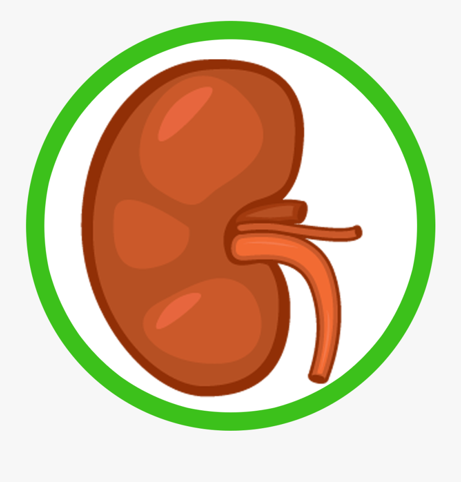 Invertebrate, Transparent Clipart