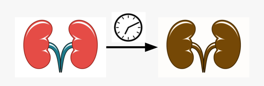 Circle, Transparent Clipart