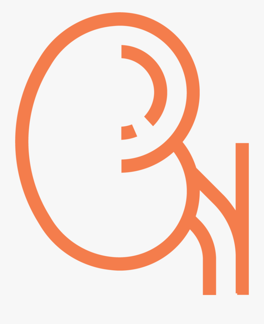 Kidney Ecm Cell Culture Substrates - Circle, Transparent Clipart