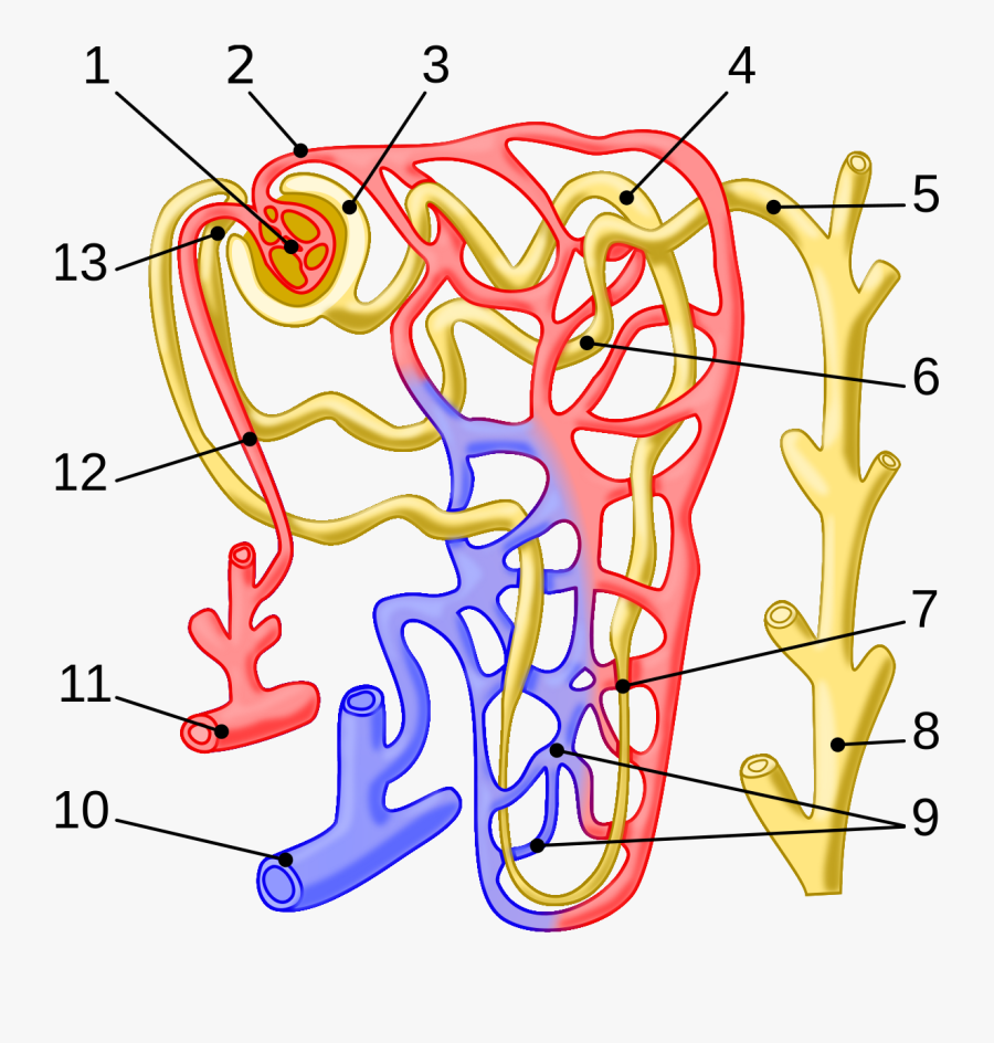 Nephron Illustration, Transparent Clipart