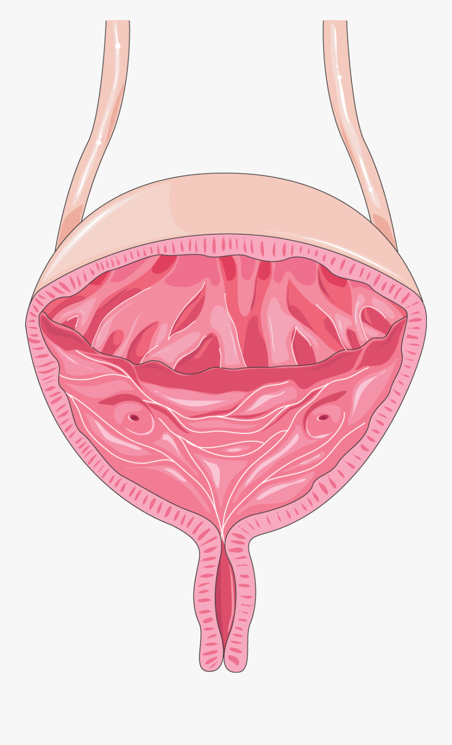 Medical Art Servier Urinary Tract, Transparent Clipart