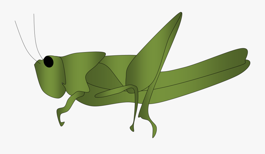 Grasshopper Outline - Animasi Belalang, Transparent Clipart