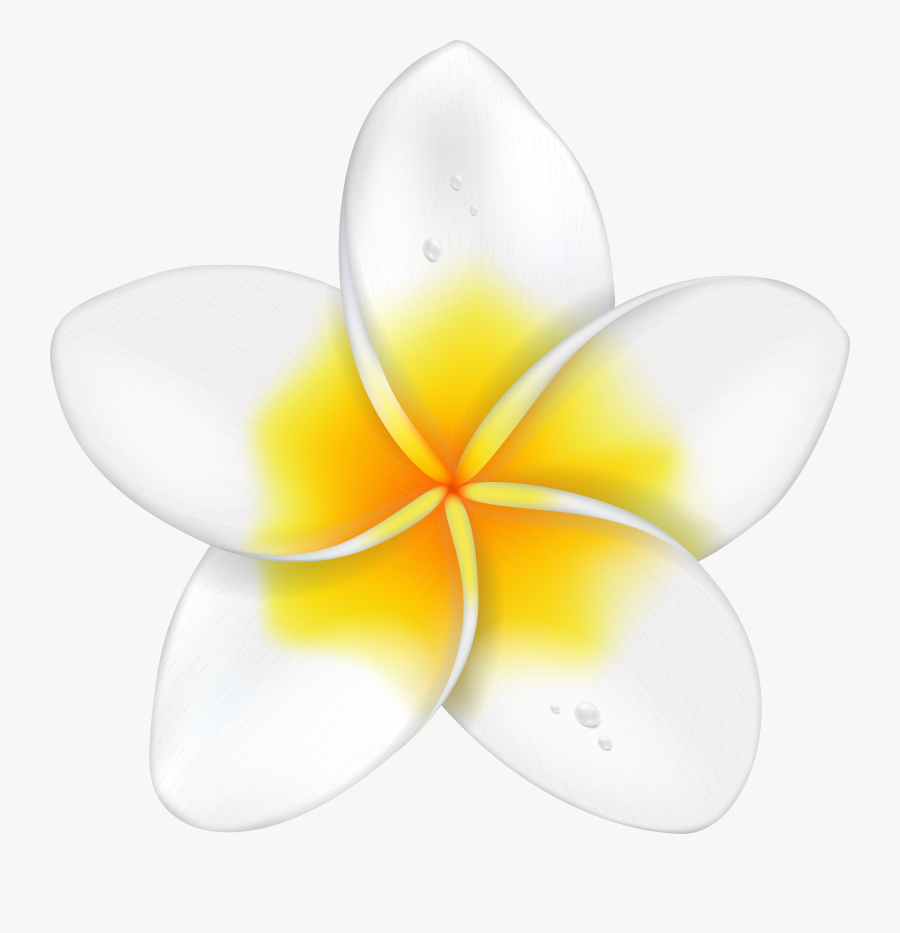 Exotic Flower Plumeria Png Clip Art Imageu200b Gallery, Transparent Clipart