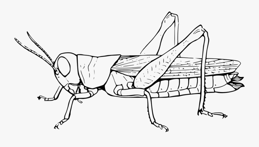 Grasshopper, Locust, Hopper, Animal, Insect, Nature - Grasshopper Black And White, Transparent Clipart