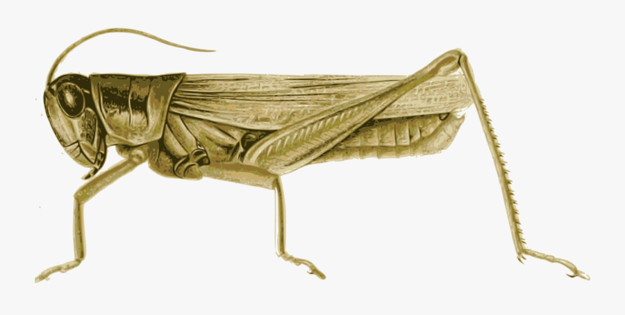 Locust Clipart , Free Transparent Clipart - ClipartKey
