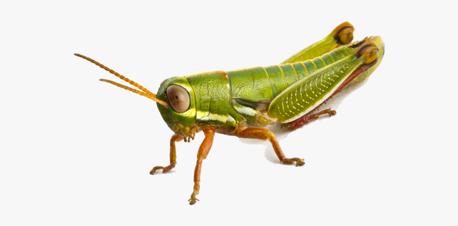 Grasshopper Png, Transparent Clipart