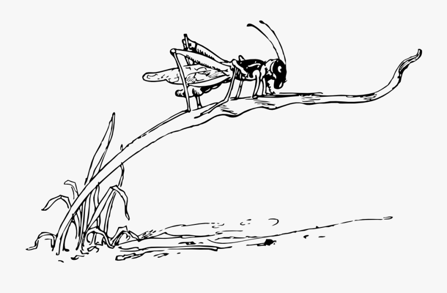 Grasshopper On Blade Of Grass - Drawing Of Grasshopper On Grass, Transparent Clipart