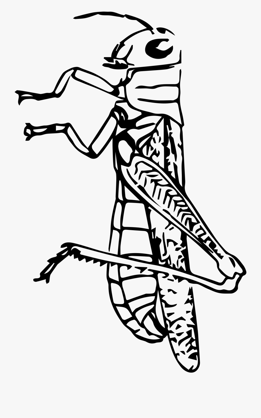 Caelifera Drawing, Transparent Clipart